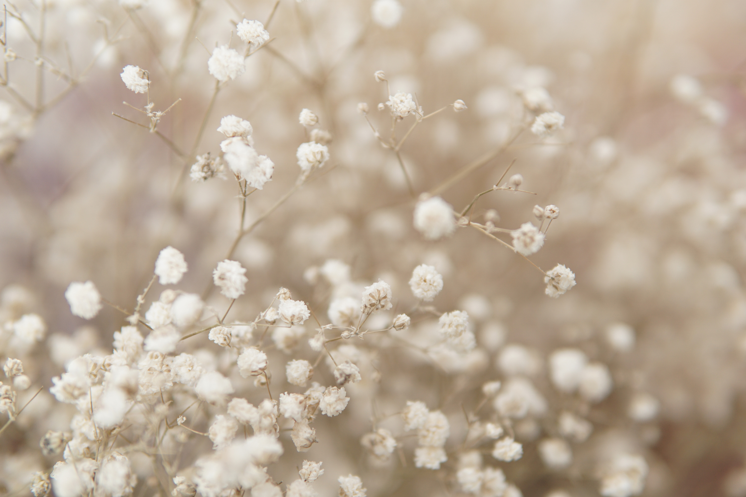 Dried baby’s breath flowers
